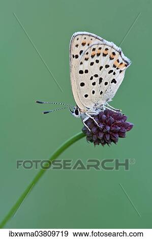 "Sooty Copper (Lycaena tityrus) on Great Burnet (Sanguisorba officinalis), Hessen, Germany, Europe" View Large Photo Image Stock Photo - "Sooty Copper (Lycaena tityrus) on Great Burnet (Sanguisorba officinalis), Hessen, Germany, Europe". Fotosearch