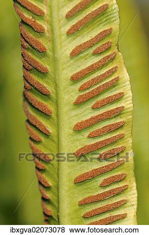 Stock Photo - "Sori on the bottom side of a fern frond, Hart's-tongue Fern (Asplenium scolopendrium), Europe". Fotosearch