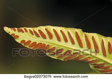 Stock Photo - "Sori on the bottom side of a fern frond, Hart's-tongue Fern (Asplenium scolopendrium), Europe". Fotosearch