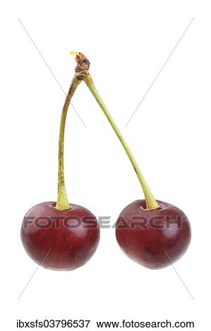 Stock Photo - Sour cherries of the Schattenmorelle variety. Fotosearch