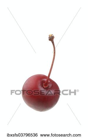 "Sour cherry, Heimanns Rubinweichsel variety" View Large Photo Image Stock Photograph - "Sour cherry, Heimanns Rubinweichsel variety". Fotosearch