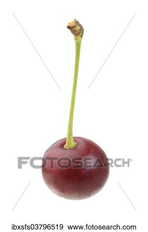 Stock Photo - "Sour cherry, Schattenmorelle variety". Fotosearch