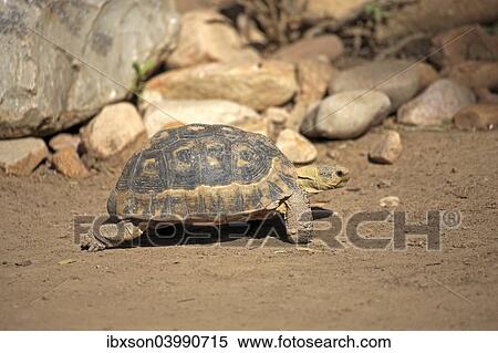 Stock Photography - "South African Bowsprit Tortoise or Angulate Tortoise (Chersina angulata), adult, Addo Elephant National Park, Eastern Cape, South Africa, Africa". Fotosearch