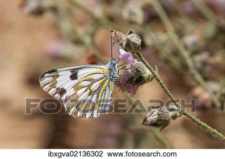 "South African butterfly species, Meadow White (Pontia helice), Hantam National Botanical Garden, Nieuwoudtville, Namaqualand, South Africa, Africa" View Large Photo Image Stock Image - "South African butterfly species, Meadow White (Pontia helice), Hantam National Botanical Garden, Nieuwoudtville, Namaqualand, South Africa, Africa". Fotosearch