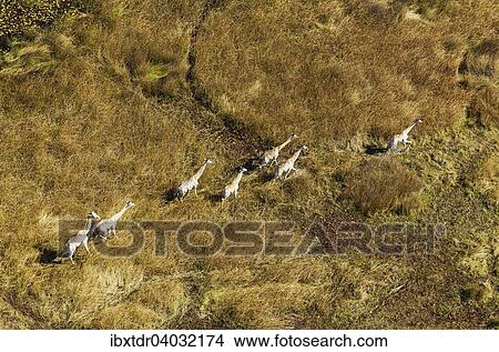 "South African Giraffes (Giraffa camelopardalis giraffa), roaming in freshwater marshland, Okavango Delta, Botswanaa" View Large Photo Image Picture - "South African Giraffes (Giraffa camelopardalis giraffa), roaming in freshwater marshland, Okavango Delta, Botswanaa". Fotosearch