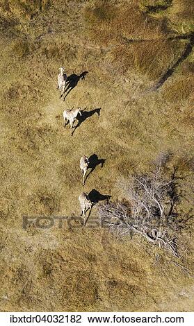 "South African Giraffes (Giraffa camelopardalis giraffa), roaming in freshwater marshland, Okavango Delta, Botswana, Africa" View Large Photo Image Stock Image - "South African Giraffes (Giraffa camelopardalis giraffa), roaming in freshwater marshland, Okavango Delta, Botswana, Africa". Fotosearch