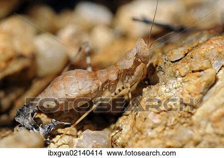 "South African Ground Mantis (Ligariella), Goegap Nature Reserve, Namaqualand, South Africa, Africa" View Large Photo Image Picture - "South African Ground Mantis (Ligariella), Goegap Nature Reserve, Namaqualand, South Africa, Africa". Fotosearch