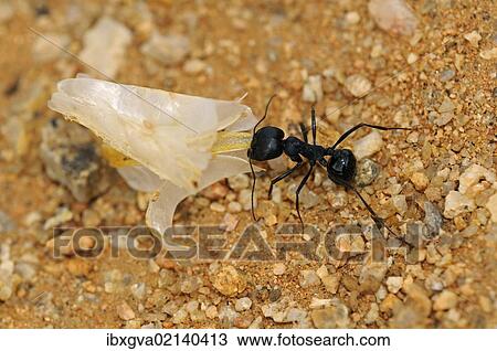 "South African Harvester Ant (Messor capensis) worker carrying a seed husk, Goegap Nature Reserve, Namaqualand, South Africa, Africa" View Large Photo Image Stock Image - "South African Harvester Ant (Messor capensis) worker carrying a seed husk, Goegap Nature Reserve, Namaqualand, South Africa, Africa". Fotosearch