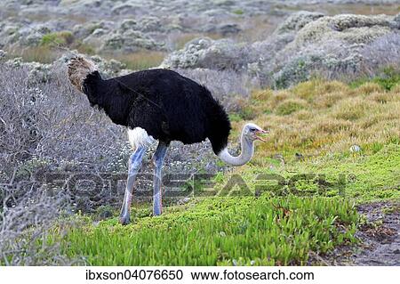 "South African Ostrich (Struthio camelus australis), adult, male, feeding, Table Mountain National Park, Western Cape, South Africa, Africa" View Large Photo Image Stock Image - "South African Ostrich (Struthio camelus australis), adult, male, feeding, Table Mountain National Park, Western Cape, South Africa, Africa". Fotosearch