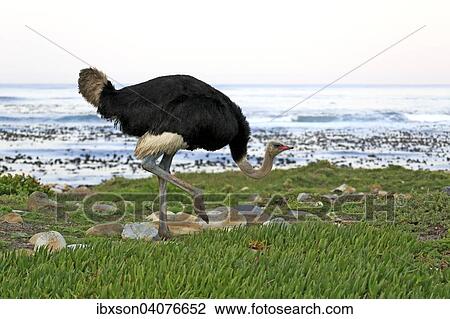 "South African Ostrich (Struthio camelus australis), adult, male, feeding, Table Mountain National Park, Western Cape, South Africa, Africa" View Large Photo Image Stock Image - "South African Ostrich (Struthio camelus australis), adult, male, feeding, Table Mountain National Park, Western Cape, South Africa, Africa". Fotosearch