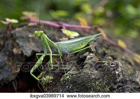 "South American Green Mantis (Oxyopsis gracilis), Tambopata Nature Reserve, Madre de Dios region, Peru, South America" View Large Photo Image Picture - "South American Green Mantis (Oxyopsis gracilis), Tambopata Nature Reserve, Madre de Dios region, Peru, South America". Fotosearch