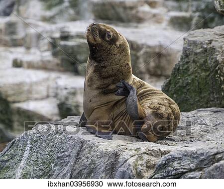 "South American sea lion (Otaria flavescens), Coquimbo Region, Chile, South America" View Large Photo Image Stock Image - "South American sea lion (Otaria flavescens), Coquimbo Region, Chile, South America". Fotosearch
