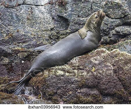 "South American sea lion (Otaria flavescens), Coquimbo Region, Chile, South America" View Large Photo Image Stock Image - "South American sea lion (Otaria flavescens), Coquimbo Region, Chile, South America". Fotosearch