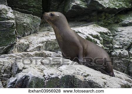 "South American sea lion (Otaria flavescens), Coquimbo Region, Chile, South America" View Large Photo Image Stock Photo - "South American sea lion (Otaria flavescens), Coquimbo Region, Chile, South America". Fotosearch
