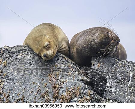 Stock Image - "South American sea lions (Otaria flavescens), Coquimbo Region, Chile, South America". Fotosearch