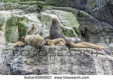 "South American sea lions (Otaria flavescens), Coquimbo Region, Chile, South America" View Large Photo Image Stock Photo - "South American sea lions (Otaria flavescens), Coquimbo Region, Chile, South America". Fotosearch
