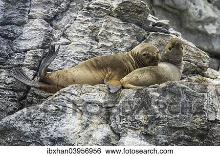 "South American sea lions (Otaria flavescens), Coquimbo Region, Chile, South America" View Large Photo Image Stock Photograph - "South American sea lions (Otaria flavescens), Coquimbo Region, Chile, South America". Fotosearch
