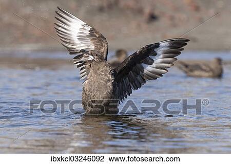 "South Polar Skua (Stercorarius maccormicki), showing white wing patches, aggressive behavior, a gesture of intimidation, Whalers Bay, Deception Island, South Shetland Islands, Antarctic Peninsula, Antarctica" View Large Photo Image Stock Image - "South Polar Skua (Stercorarius maccormicki), showing white wing patches, aggressive behavior, a gesture of intimidation, Whalers Bay, Deception Island, South Shetland Islands, Antarctic Peninsula, Antarctica". Fotosearch