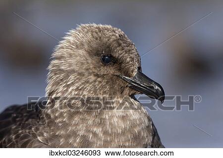 "South Polar Skua (Stercorarius maccormicki), portrait, with a visible third eyelid (plica semilunaris conjunctivae, membrane nicitans or palpebra tertiary), Whalers Bay, Deception Island, South Shetland Islands, Antarctic Peninsula, Antarctica" View Large Photo Image Stock Image - "South Polar Skua (Stercorarius maccormicki), portrait, with a visible third eyelid (plica semilunaris conjunctivae, membrane nicitans or palpebra tertiary), Whalers Bay, Deception Island, South Shetland Islands, Antarctic Peninsula, Antarctica". Fotosearch