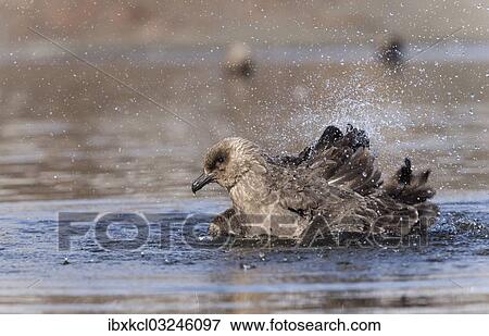 "South Polar Skua (Stercorarius maccormicki) in water, bathing, Whalers Bay, Deception Island, South Shetland Islands, Antarctic Peninsula, Antarctica" View Large Photo Image Stock Photo - "South Polar Skua (Stercorarius maccormicki) in water, bathing, Whalers Bay, Deception Island, South Shetland Islands, Antarctic Peninsula, Antarctica". Fotosearch