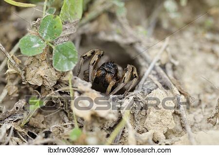 "South Russian Tarantula (Lycosa singoriensis) looking out of its hole, Bulgaria, Europe" View Large Photo Image Stock Photo - "South Russian Tarantula (Lycosa singoriensis) looking out of its hole, Bulgaria, Europe". Fotosearch