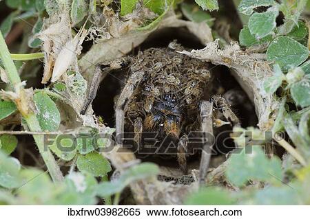 "South Russian Tarantula (Lycosa singoriensis) looking out of its hole, spiderlings on the back, Bulgaria, Europe" View Large Photo Image Stock Photography - "South Russian Tarantula (Lycosa singoriensis) looking out of its hole, spiderlings on the back, Bulgaria, Europe". Fotosearch