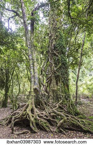 "Southern Beech (Nothofagus) with a branched root system, Puyehue National Park, Los Lagos Region, Chile, South America" View Large Photo Image Stock Image - "Southern Beech (Nothofagus) with a branched root system, Puyehue National Park, Los Lagos Region, Chile, South America". Fotosearch