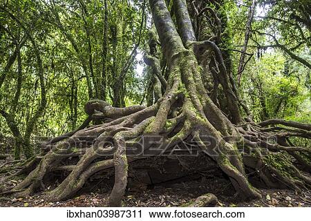 "Southern Beech (Nothofagus) with a branched root system, Puyehue National Park, Los Lagos Region, Chile, South America" View Large Photo Image Stock Image - "Southern Beech (Nothofagus) with a branched root system, Puyehue National Park, Los Lagos Region, Chile, South America". Fotosearch