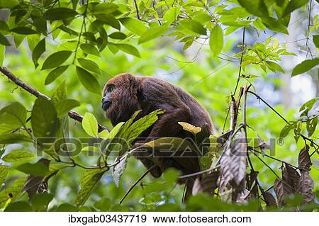 "Southern Brown Howler (Alouatta guariba clamitans), Caratinga, Minas Gerais, Brazil, South America" View Large Photo Image Stock Photo - "Southern Brown Howler (Alouatta guariba clamitans), Caratinga, Minas Gerais, Brazil, South America". Fotosearch