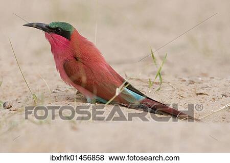 Stock Photo - "Southern Carmine Bee-eater (Merops nubicoides), Mudumu National Park, Namibia, Africa". Fotosearch