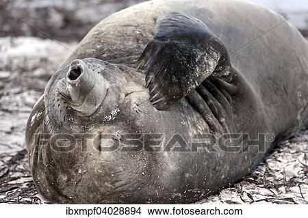 "Southern elephant seal (Mirounga leonina), Carcass Island, Falkland Islands, South America" View Large Photo Image Picture - "Southern elephant seal (Mirounga leonina), Carcass Island, Falkland Islands, South America". Fotosearch