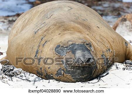 Stock Image - "Southern elephant seal (Mirounga leonina), molting, Carcass Island, Falkland Islands, South America". Fotosearch