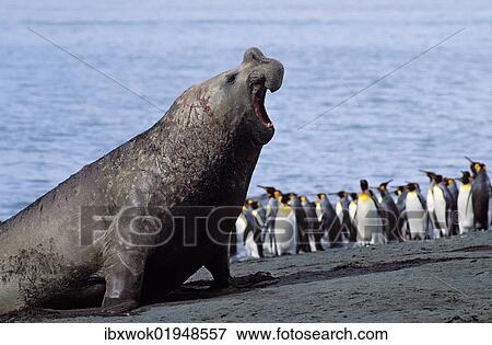Stock Photo - "Southern Elephant Seal (Mirounga leonina), King Penguins (Aptenodytes patagonicus), South Georgia, South Atlantic, Antarctica". Fotosearch