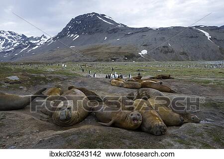 "Southern Elephant Seals (Mirounga leonina), males, various ages, St. Andrews Bay, South Georgia and the South Sandwich Islands, United Kingdom, Antarctica" View Large Photo Image Stock Image - "Southern Elephant Seals (Mirounga leonina), males, various ages, St. Andrews Bay, South Georgia and the South Sandwich Islands, United Kingdom, Antarctica". Fotosearch