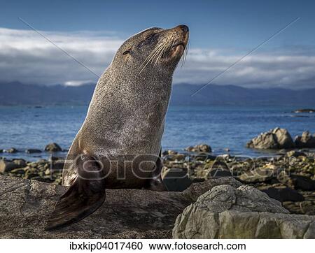 "Southern Fur Seal (Arctocephalus forsteri), near Kaikoura, South Island, New Zealand, Oceania" View Large Photo Image Stock Image - "Southern Fur Seal (Arctocephalus forsteri), near Kaikoura, South Island, New Zealand, Oceania". Fotosearch