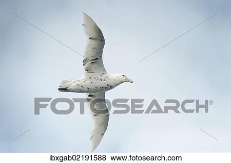 "Southern giant petrel (Macronectes giganteus) in flight, South Orkney Islands, Southern Ocean, Antarctica" View Large Photo Image Stock Photo - "Southern giant petrel (Macronectes giganteus) in flight, South Orkney Islands, Southern Ocean, Antarctica". Fotosearch