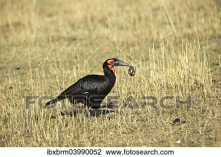 "Southern Ground Hornbill (Bucorvus leadbeateri) with turtle in its beak, Maasai Mara, Kenya, Africa" View Large Photo Image Stock Image - "Southern Ground Hornbill (Bucorvus leadbeateri) with turtle in its beak, Maasai Mara, Kenya, Africa". Fotosearch