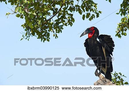 "Southern Ground Hornbill (Bucorvus leadbeateri), Maasai Mara, Kenya, Africa" View Large Photo Image Stock Photography - "Southern Ground Hornbill (Bucorvus leadbeateri), Maasai Mara, Kenya, Africa". Fotosearch