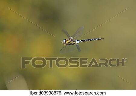 "Southern Hawker (Aeshna cyanea) in flight, North Rhine-Westphalia, Germany, Europe" View Large Photo Image Stock Photograph - "Southern Hawker (Aeshna cyanea) in flight, North Rhine-Westphalia, Germany, Europe". Fotosearch