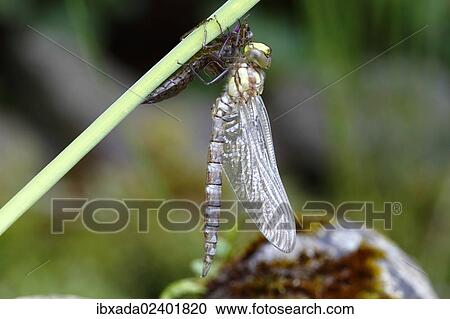 "Southern Hawker or Blue Darner (Aeshna cyanea), dragonfly freshly emerged attached to larva skin, Neunkirchen in Siegerland, North Rhine-Westphalia, Germany, Europe" View Large Photo Image Stock Image - "Southern Hawker or Blue Darner (Aeshna cyanea), dragonfly freshly emerged attached to larva skin, Neunkirchen in Siegerland, North Rhine-Westphalia, Germany, Europe". Fotosearch