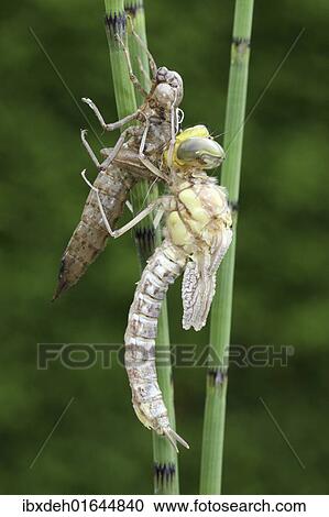 "Southern Hawker or Blue Darner (Aeshna cyanea), dragonfly hatching from the larvae skin or exuvia, wings still folded, Allgaeu, Bavaria, Germany, Europe" View Large Photo Image Stock Image - "Southern Hawker or Blue Darner (Aeshna cyanea), dragonfly hatching from the larvae skin or exuvia, wings still folded, Allgaeu, Bavaria, Germany, Europe". Fotosearch