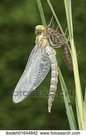 "Southern Hawker or Blue Darner (Aeshna cyanea), dragonfly hatching from the larvae skin or exuvia, stretching body and wings, Allgaeu, Bavaria, Germany, Europe" View Large Photo Image Stock Image - "Southern Hawker or Blue Darner (Aeshna cyanea), dragonfly hatching from the larvae skin or exuvia, stretching body and wings, Allgaeu, Bavaria, Germany, Europe". Fotosearch