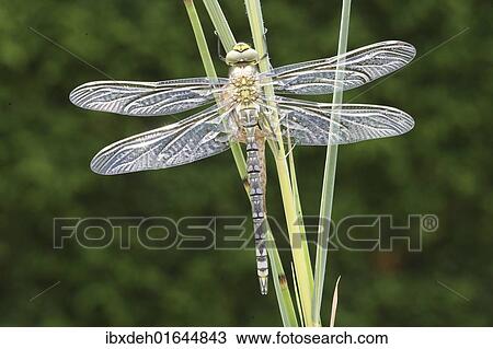 Stock Image - "Southern Hawker or Blue Darner (Aeshna cyanea), freshly hatched, with outspread but still glassy wings, Allgaeu, Bavaria, Germany, Europe". Fotosearch