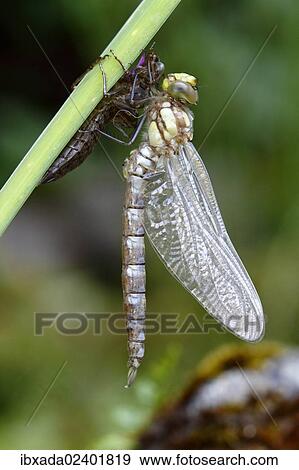 "Southern Hawker or Blue Darner (Aeshna cyanea), dragonfly freshly emerged attached to larva skin, Neunkirchen in Siegerland, North Rhine-Westphalia, Germany, Europe" View Large Photo Image Stock Photo - "Southern Hawker or Blue Darner (Aeshna cyanea), dragonfly freshly emerged attached to larva skin, Neunkirchen in Siegerland, North Rhine-Westphalia, Germany, Europe". Fotosearch
