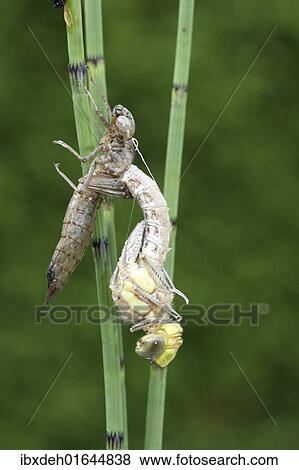 "Southern Hawker or Blue Darner (Aeshna cyanea), dragonfly hatching from the larvae skin or exuvia, Allgaeu, Bavaria, Germany, Europe" View Large Photo Image Stock Photo - "Southern Hawker or Blue Darner (Aeshna cyanea), dragonfly hatching from the larvae skin or exuvia, Allgaeu, Bavaria, Germany, Europe". Fotosearch