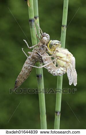 Stock Photo - "Southern Hawker or Blue Darner (Aeshna cyanea), dragonfly hatching from the larvae skin or exuvia, Allgaeu, Bavaria, Germany, Europe". Fotosearch