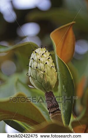 "Southern magnolia or bull bay (Magnolia grandiflora), fruit, Mainau Island, Lake Constance, Baden-Wuerttemberg, Germany, Europe" View Large Photo Image Stock Photography - "Southern magnolia or bull bay (Magnolia grandiflora), fruit, Mainau Island, Lake Constance, Baden-Wuerttemberg, Germany, Europe". Fotosearch