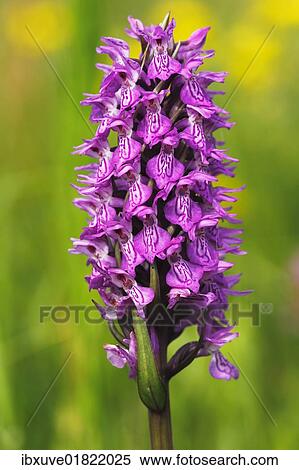 "Southern Marsh Orchid or Leopard Marsh Orchid (Dactylorhiza praetermissa var. junialis) in a wet meadow, rare protected plant" View Large Photo Image Stock Photography - "Southern Marsh Orchid or Leopard Marsh Orchid (Dactylorhiza praetermissa var. junialis) in a wet meadow, rare protected plant". Fotosearch