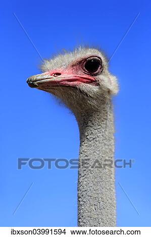 "Southern Ostrich (Struthio camelus australis), adult male, portrait, Little Karoo, Western Cape, South Africa, Africa" View Large Photo Image Picture - "Southern Ostrich (Struthio camelus australis), adult male, portrait, Little Karoo, Western Cape, South Africa, Africa". Fotosearch