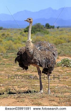 "Southern Ostrich (Struthio camelus australis), adult female, Little Karoo, Western Cape, South Africa, Africa" View Large Photo Image Stock Image - "Southern Ostrich (Struthio camelus australis), adult female, Little Karoo, Western Cape, South Africa, Africa". Fotosearch